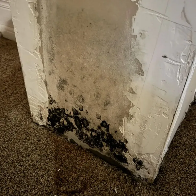 Professional Mold Removal in Lantana, TX